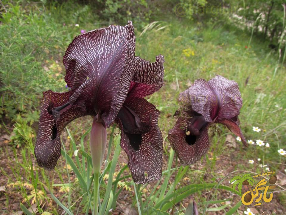 زنبق سیاه - گیاهان بومی ایران